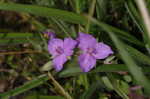 Hairy spiderwort